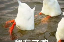 一个做过鸭子的心声,揭秘鸭子的生活与情感世界